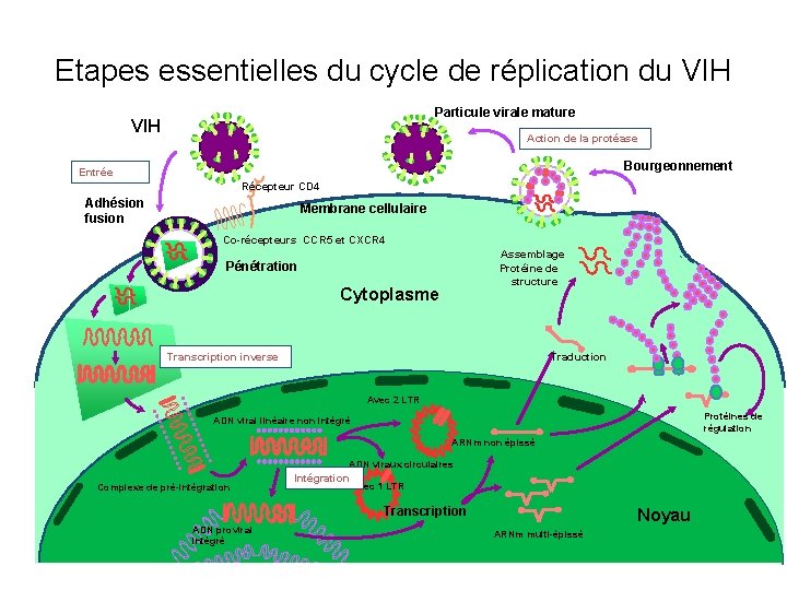 Etapes essentielles du cycle de réplication du VIH Particule virale mature VIH Action de