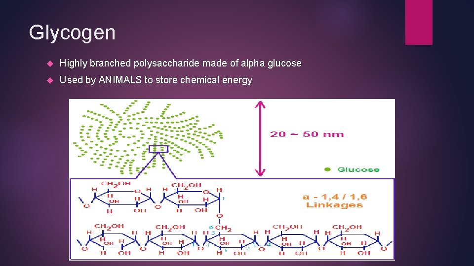 Glycogen Highly branched polysaccharide made of alpha glucose Used by ANIMALS to store chemical
