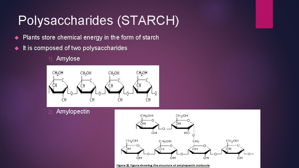 Polysaccharides (STARCH) Plants store chemical energy in the form of starch It is composed