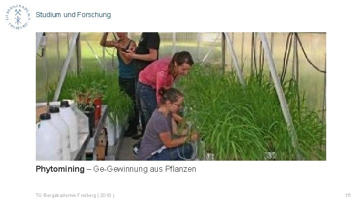 Studium und Forschung Phytomining – Ge-Gewinnung aus Pflanzen TU Bergakademie Freiberg | 2018 |