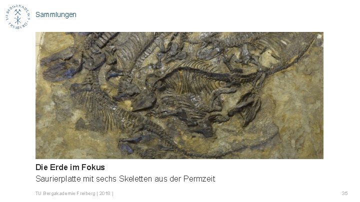 Sammlungen Die Erde im Fokus Saurierplatte mit sechs Skeletten aus der Permzeit TU Bergakademie