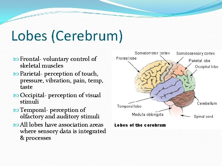 Lobes (Cerebrum) Frontal- voluntary control of skeletal muscles Parietal- perception of touch, pressure, vibration,