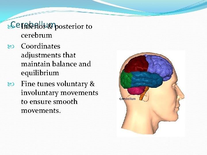 Cerebellum Inferior & posterior to cerebrum Coordinates adjustments that maintain balance and equilibrium Fine
