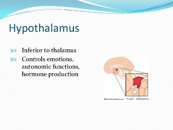 Hypothalamus Inferior to thalamus Controls emotions, autonomic functions, hormone production 