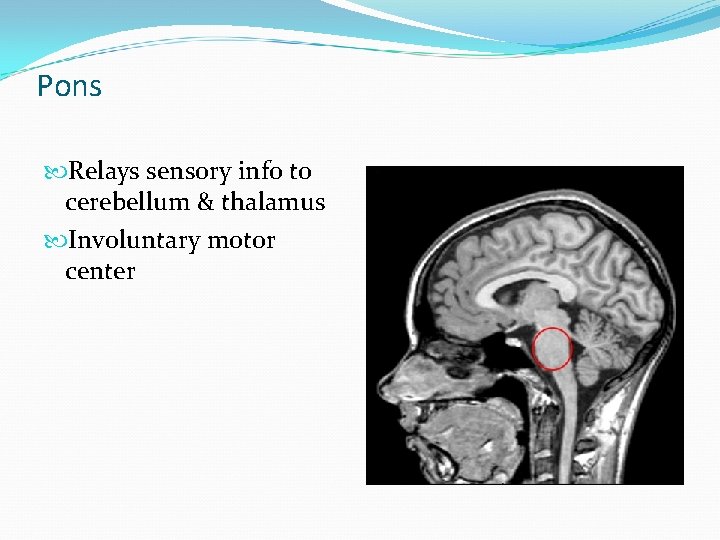 The Brain Meninges The brain and spinal cord