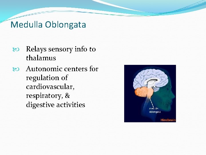 Medulla Oblongata Relays sensory info to thalamus Autonomic centers for regulation of cardiovascular, respiratory,