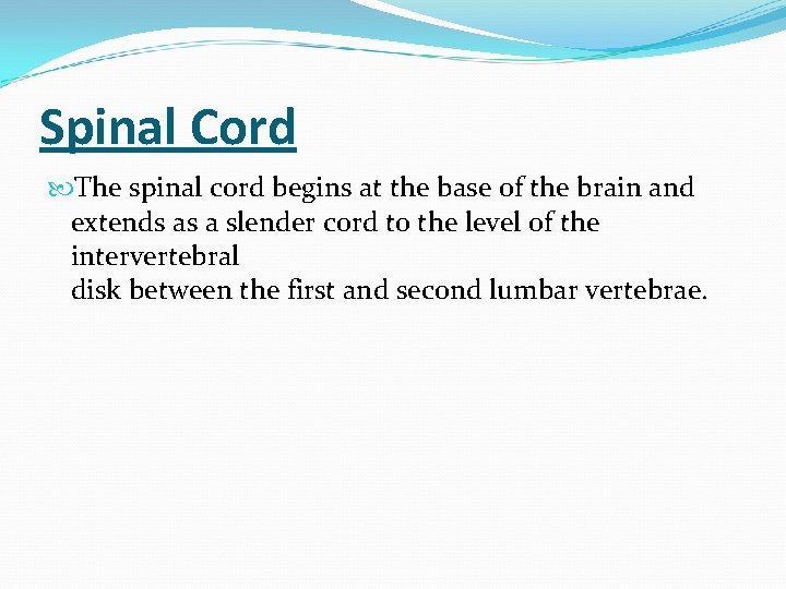 Spinal Cord The spinal cord begins at the base of the brain and extends