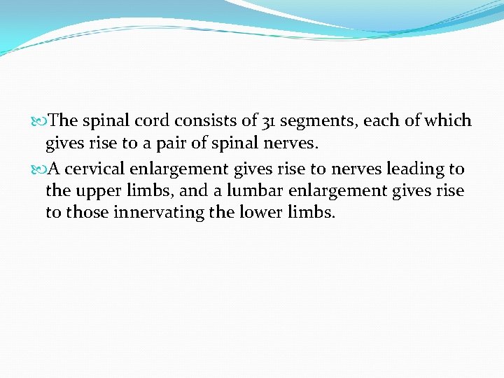  The spinal cord consists of 31 segments, each of which gives rise to