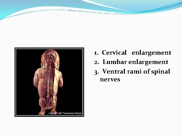 1. Cervical enlargement 2. Lumbar enlargement 3. Ventral rami of spinal nerves 