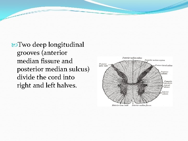  Two deep longitudinal grooves (anterior median fissure and posterior median sulcus) divide the