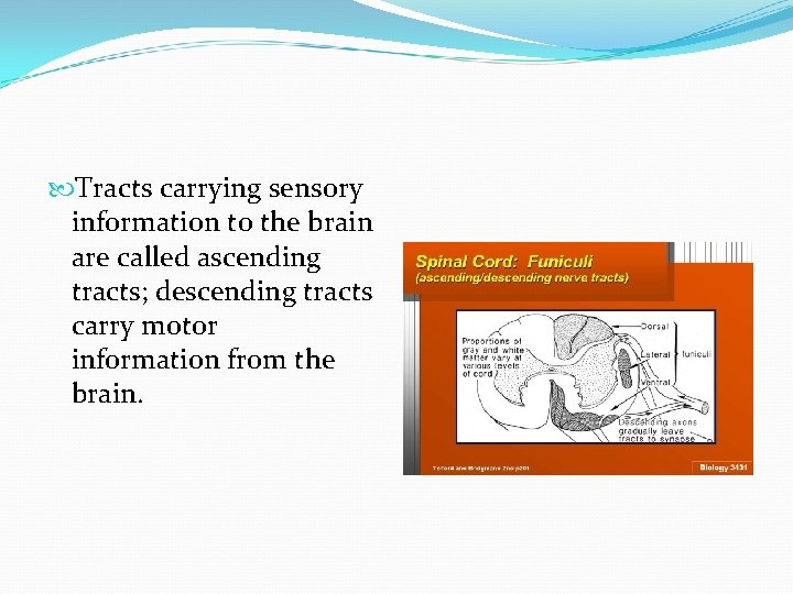  Tracts carrying sensory information to the brain are called ascending tracts; descending tracts
