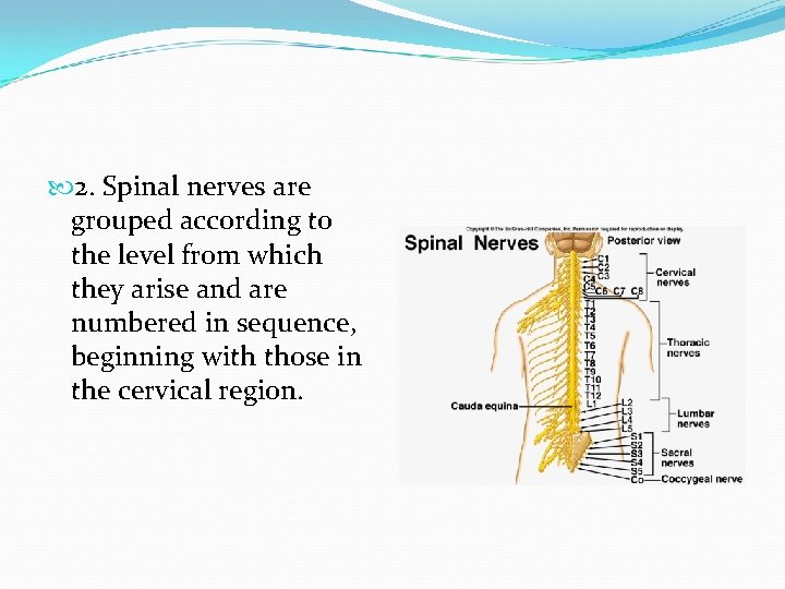  2. Spinal nerves are grouped according to the level from which they arise