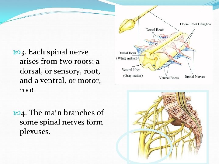  3. Each spinal nerve arises from two roots: a dorsal, or sensory, root,