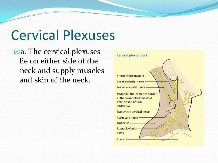 Cervical Plexuses a. The cervical plexuses lie on either side of the neck and