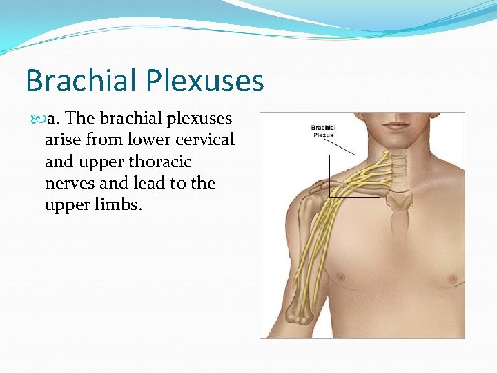 Brachial Plexuses a. The brachial plexuses arise from lower cervical and upper thoracic nerves