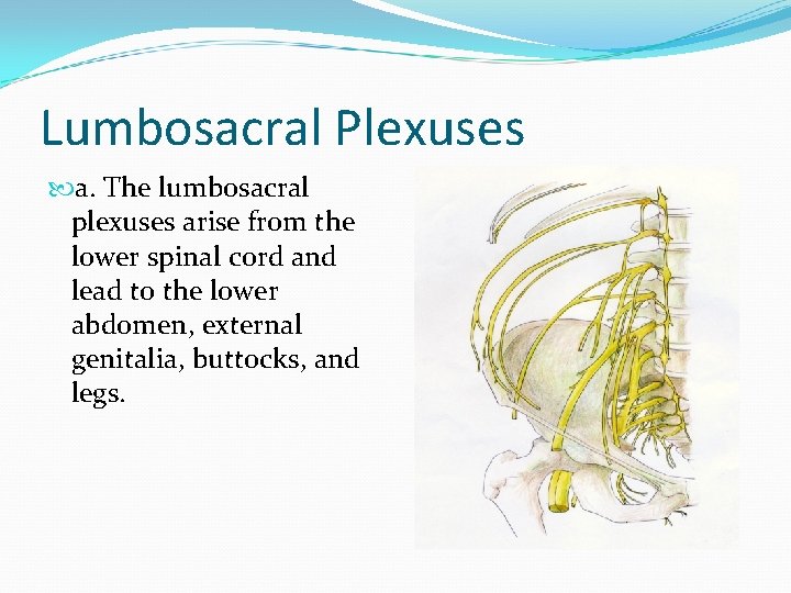 Lumbosacral Plexuses a. The lumbosacral plexuses arise from the lower spinal cord and lead
