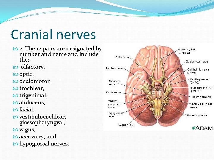 Cranial nerves 2. The 12 pairs are designated by number and name and include