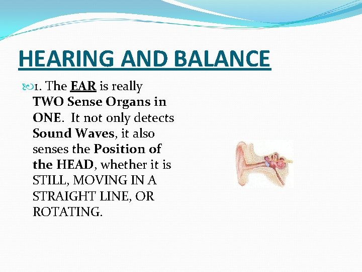 HEARING AND BALANCE 1. The EAR is really TWO Sense Organs in ONE. It