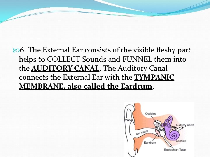  6. The External Ear consists of the visible fleshy part helps to COLLECT