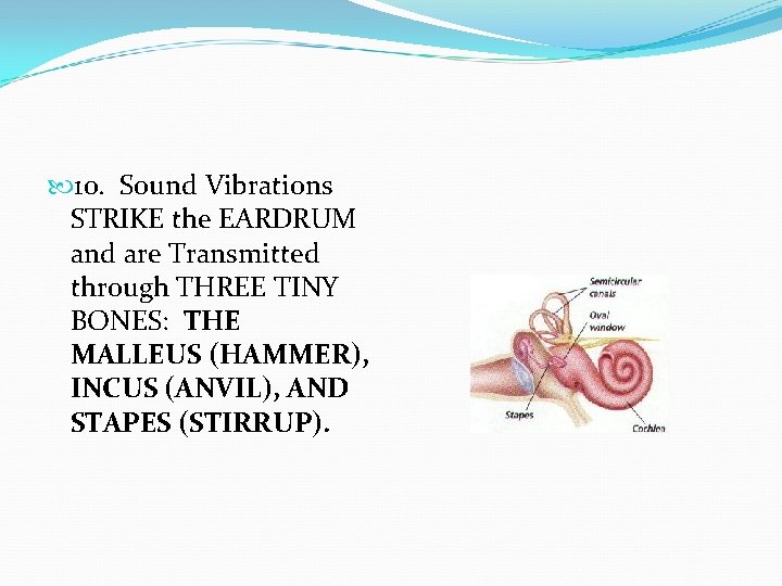  10. Sound Vibrations STRIKE the EARDRUM and are Transmitted through THREE TINY BONES: