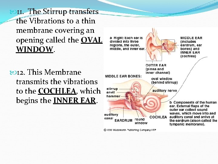 11. The Stirrup transfers the Vibrations to a thin membrane covering an opening