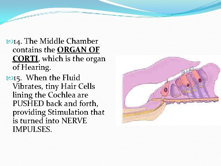  14. The Middle Chamber contains the ORGAN OF CORTI, which is the organ