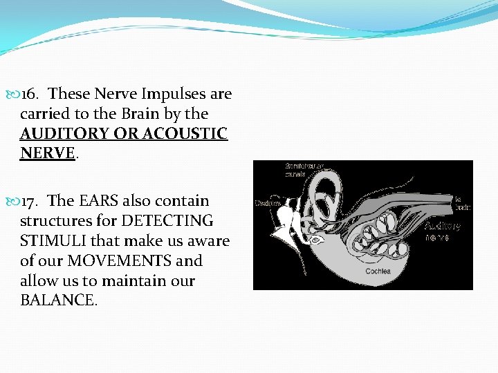  16. These Nerve Impulses are carried to the Brain by the AUDITORY OR