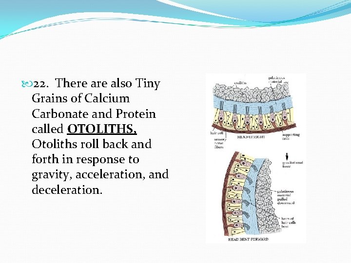  22. There also Tiny Grains of Calcium Carbonate and Protein called OTOLITHS, Otoliths