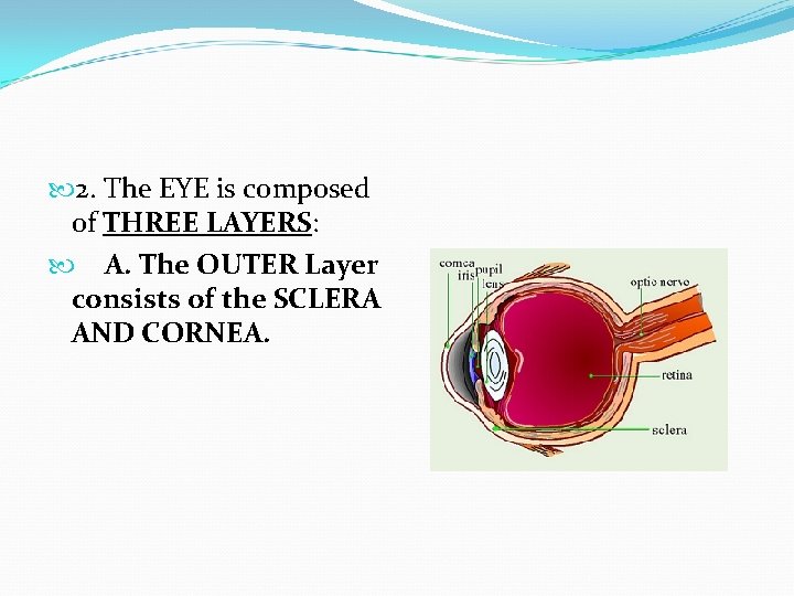  2. The EYE is composed of THREE LAYERS: A. The OUTER Layer consists