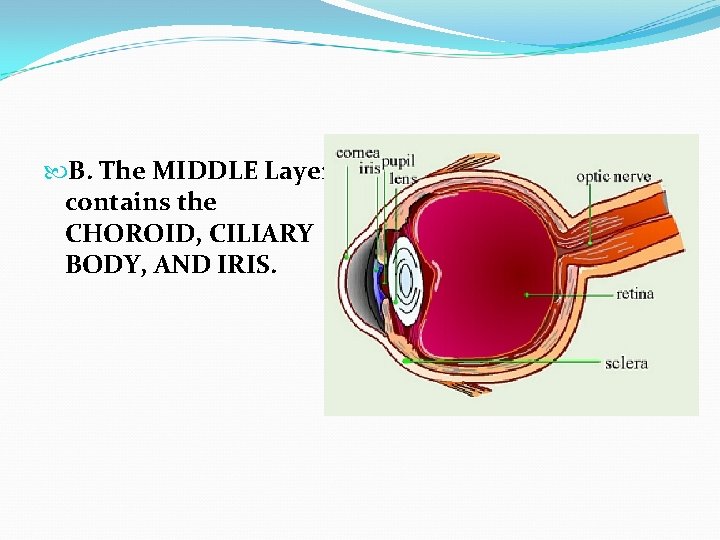  B. The MIDDLE Layer contains the CHOROID, CILIARY BODY, AND IRIS. 