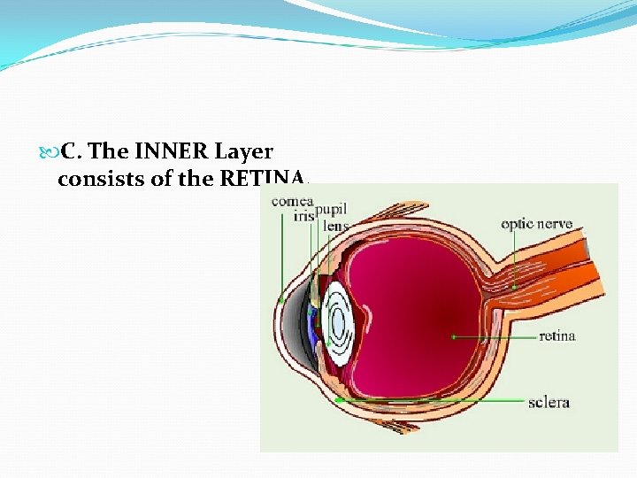  C. The INNER Layer consists of the RETINA. 