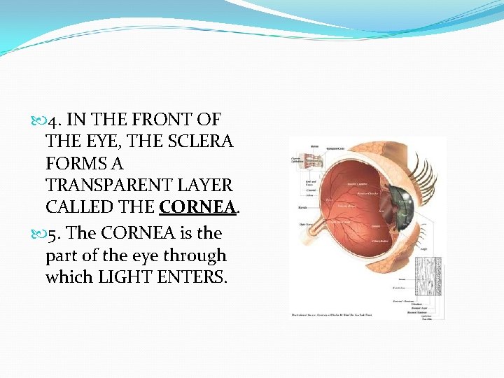  4. IN THE FRONT OF THE EYE, THE SCLERA FORMS A TRANSPARENT LAYER