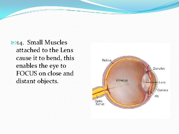  14. Small Muscles attached to the Lens cause it to bend, this enables