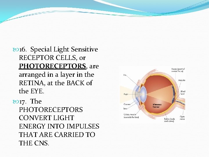  16. Special Light Sensitive RECEPTOR CELLS, or PHOTORECEPTORS, are arranged in a layer