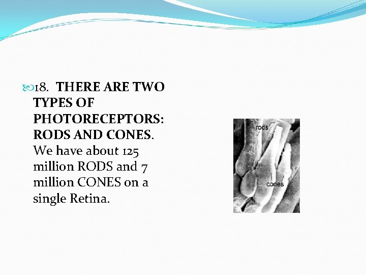  18. THERE ARE TWO TYPES OF PHOTORECEPTORS: RODS AND CONES. We have about