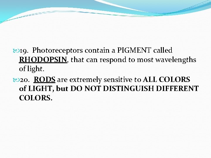  19. Photoreceptors contain a PIGMENT called RHODOPSIN, that can respond to most wavelengths