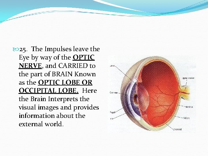  25. The Impulses leave the Eye by way of the OPTIC NERVE, and