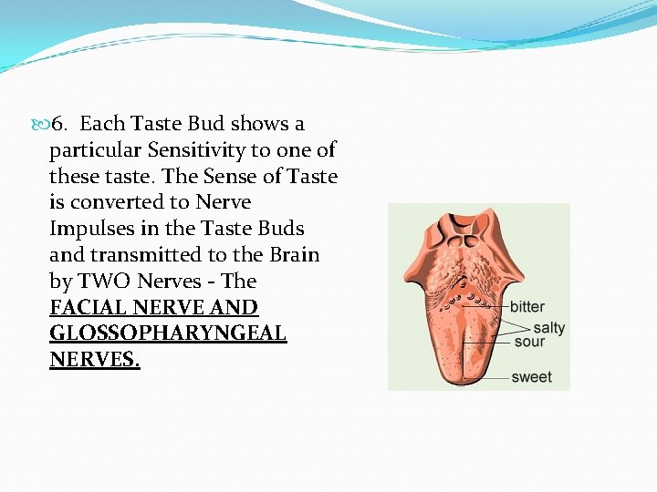  6. Each Taste Bud shows a particular Sensitivity to one of these taste.