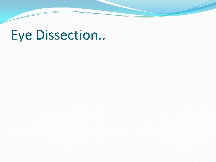 Eye Dissection. . 