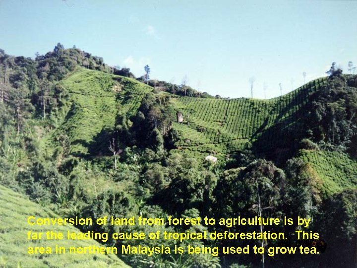 Conversion of land from forest to agriculture is by far the leading cause of