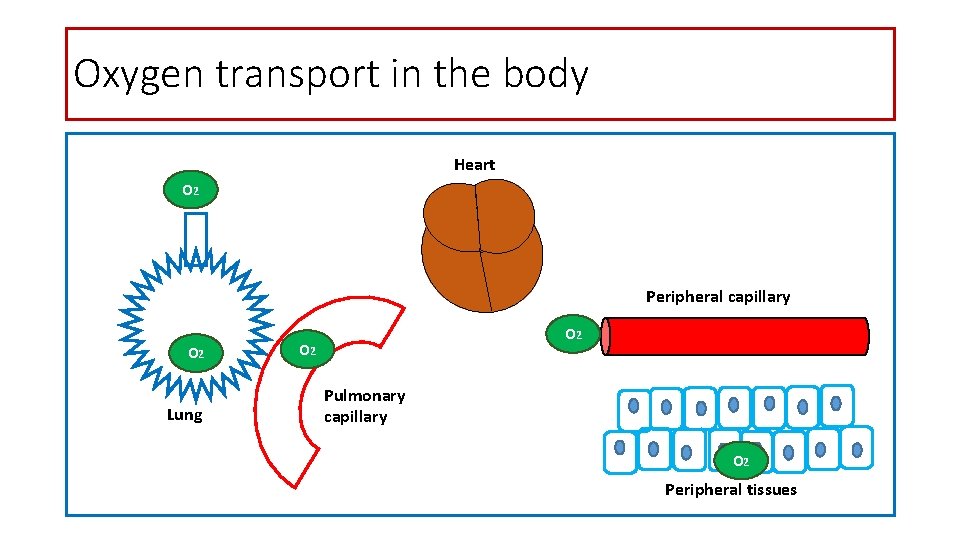 Oxygen transport in the body Heart O 2 Peripheral capillary O 2 Lung O