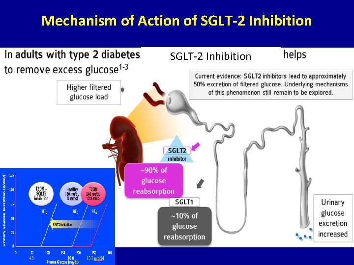 Mechanism of Action of SGLT-2 Inhibition 