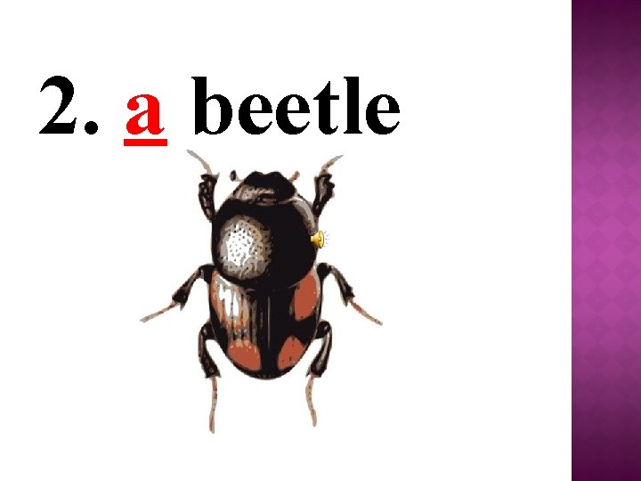 2. a beetle 