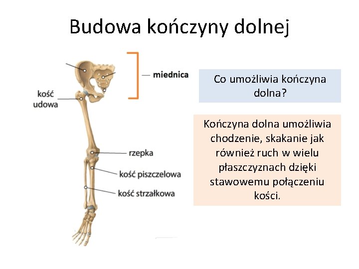 Budowa kończyny dolnej Co umożliwia kończyna dolna? Kończyna dolna umożliwia chodzenie, skakanie jak również