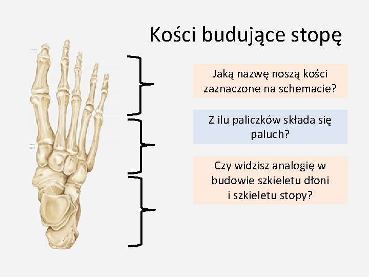 Kości budujące stopę Jaką nazwę noszą kości zaznaczone na schemacie? Z ilu paliczków składa