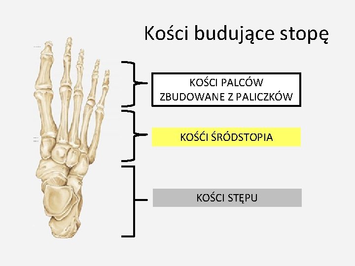Kości budujące stopę KOŚCI PALCÓW ZBUDOWANE Z PALICZKÓW KOŚĆI ŚRÓDSTOPIA KOŚCI STĘPU 