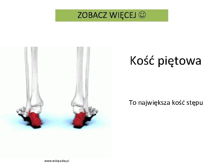 ZOBACZ WIĘCEJ Kość piętowa To największa kość stępu www. wikipedia. pl 