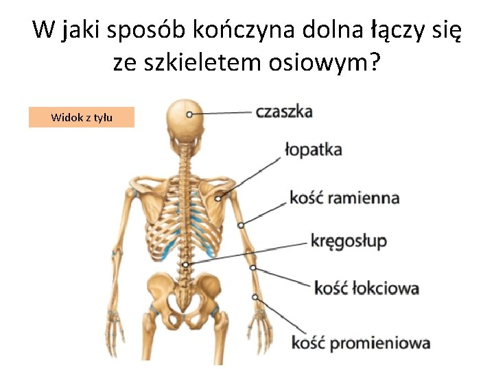 W jaki sposób kończyna dolna łączy się ze szkieletem osiowym? Widok z tyłu 
