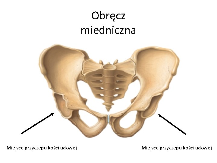 Obręcz miedniczna Miejsce przyczepu kości udowej 
