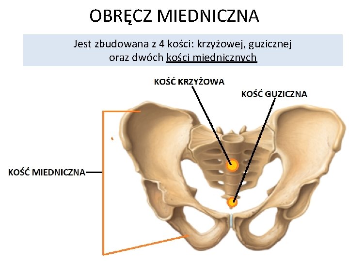 OBRĘCZ MIEDNICZNA Jest zbudowana z 4 kości: krzyżowej, guzicznej oraz dwóch kości miednicznych 
